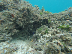 Stegastes flavilatus