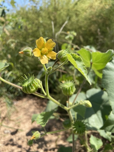 velvetleaf