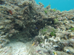 Stegastes flavilatus