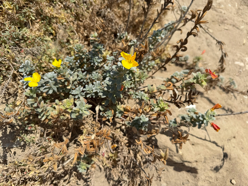 iNaturalist observation photo of beach suncup