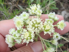 Hymenopappus