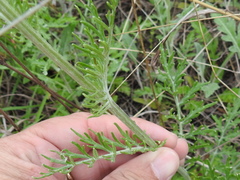 Hymenopappus