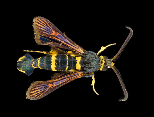 Oak Gall Borer Moth