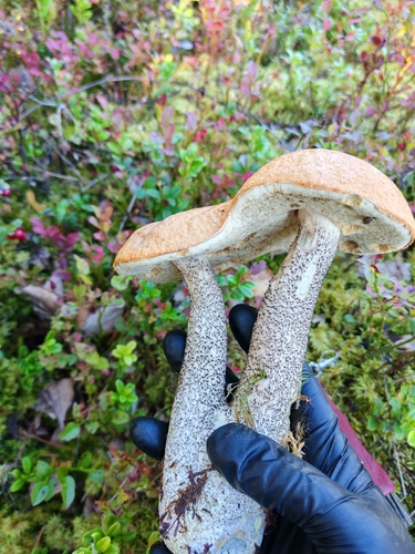 Orange Birch Bolete