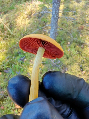 Surprise Webcap