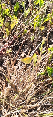 Clouded Yellow