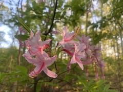 Rhododendron periclymenoides