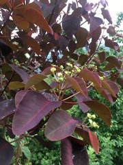 Euphorbia cotinifolia