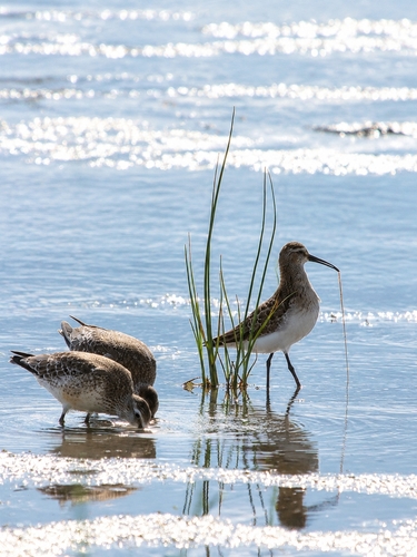 iNaturalist image