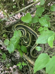 Thamnophis sirtalis annectens
