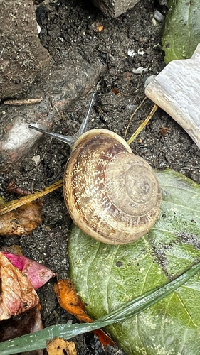 Chocolate-band Snail