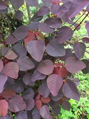 Euphorbia cotinifolia