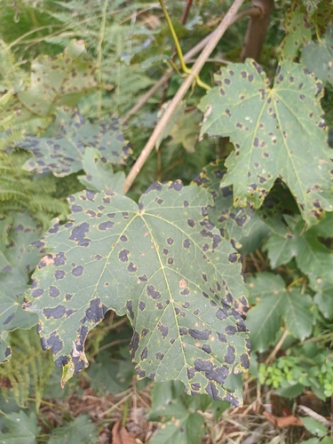 Black Tar Spot