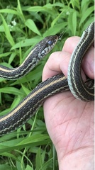 Thamnophis sirtalis annectens