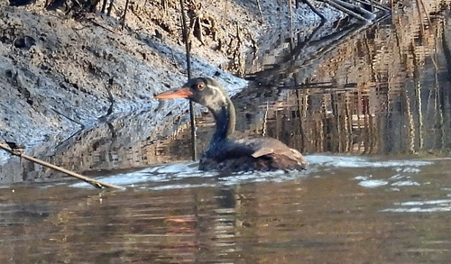 iNaturalist image