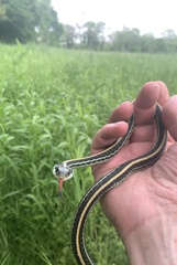 Thamnophis sirtalis annectens