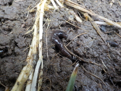 Microplana terrestris