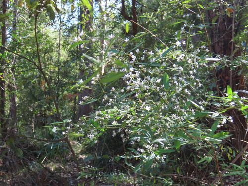 Zieria smithii, photograph 5