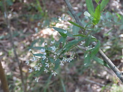 Zieria smithii, photograph (c) ian_mcallan, some rights reserved (CC BY)