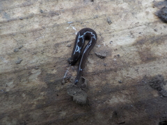 Microplana terrestris