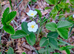 Fragaria viridis