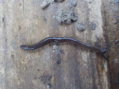 Microplana terrestris