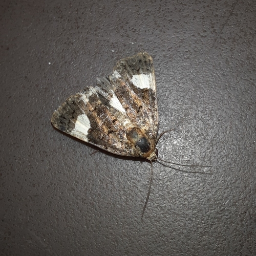 Four-spotted Moth