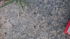 Euophrys frontalis