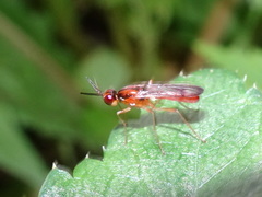Psilidae