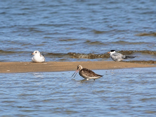 iNaturalist image