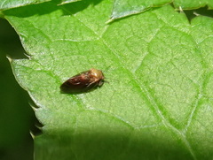 Pachypsylla celtidisgemma