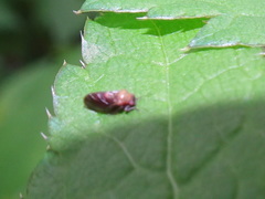Pachypsylla celtidisgemma