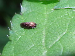 Pachypsylla celtidisgemma
