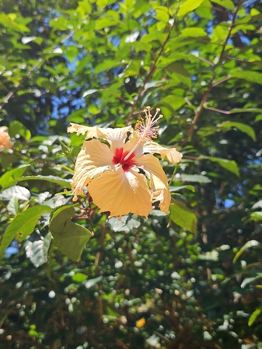 Red Hibiscus