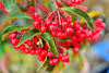 Coralberry - Photo (c) Toshihiro Gamo, some rights reserved (CC BY-NC-ND)