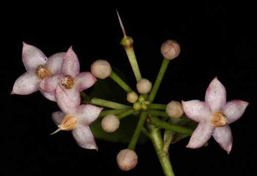 Ardisia crenata