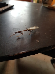 Hypsicorypha gracilis