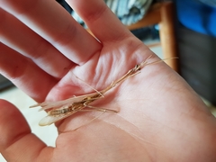 Hypsicorypha gracilis