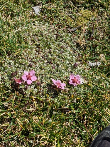 Potentilla nitida, photograph 4