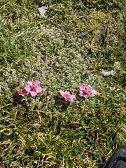 Potentilla nitida, photograph (c) Elsa De, some rights reserved (CC BY)