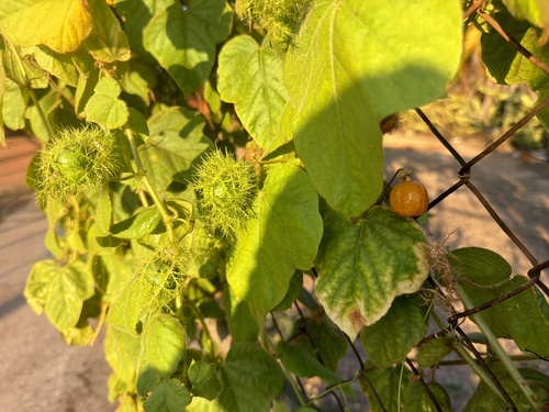 Orangefruit Passionflower