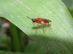 Psilidae