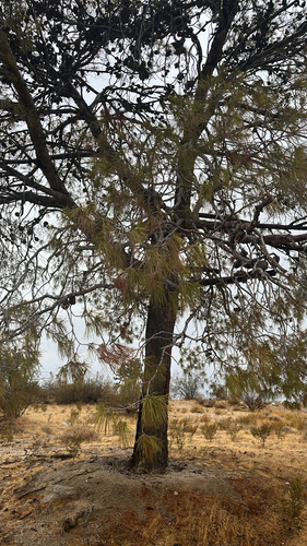 Pinus leiophylla observed 2026-09-06