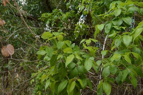 Vitex glabrata observed 2026-09-04