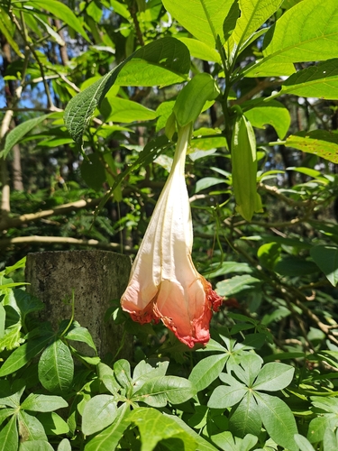 magnificent angel's trumpet