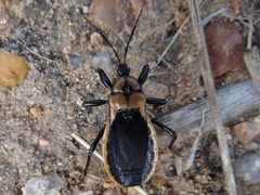 Ectrichodia crux