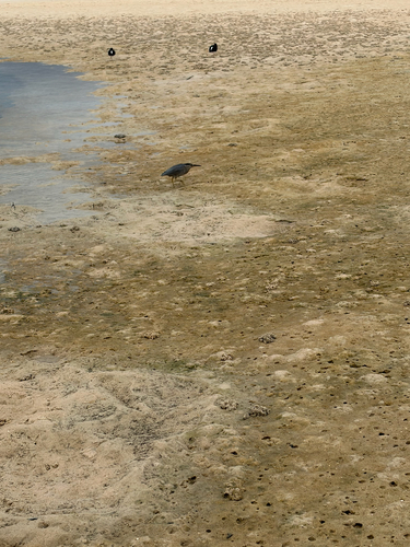 iNaturalist image