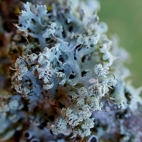 Fringed Rosette Lichen