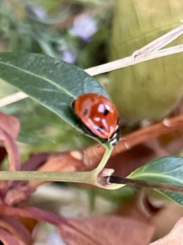 Seven-spotted Lady Beetle