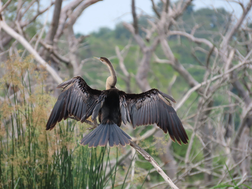 iNaturalist: (c) baelmore, some rights reserved (CC BY-NC) iNaturalist image